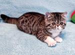 Anfisa exotic shorthair brown tabby bicolor girl - Exotic Kitten For Sale - Houston&comma; TX&comma; US