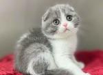 Bentley blue bicolor scottish fold baby boy - Scottish Fold Kitten For Sale - Houston&comma; TX&comma; US