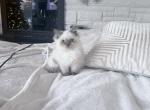 lucy - Himalayan Kitten For Sale - Barrington&comma; IL&comma; US