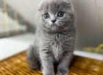 Bugatti blue solid scottish fold baby boy - Scottish Fold Kitten For Sale - Houston&comma; TX&comma; US