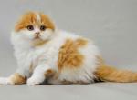 Uslada orange bicolor scottish fold longhair girl - Scottish Fold Kitten For Sale - Houston&comma; TX&comma; US