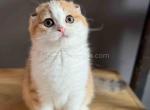 Oda golden bicolor scottish fold shorthair girl - Scottish Fold Kitten For Sale - Houston&comma; TX&comma; US
