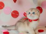 Cosmo blue golden shaded scottish fold shorthair - Scottish Fold Kitten For Sale - Houston&comma; TX&comma; US