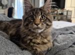 Richy - Maine Coon Kitten For Sale - Jacksonville&comma; FL&comma; US