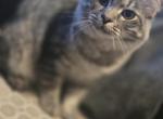 Pearls - Siberian Kitten For Adoption - Glenn Heights&comma; TX&comma; US