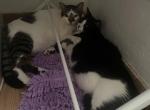 Angel - American Shorthair Kitten For Adoption - Miami Beach&comma; FL&comma; US