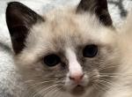 Siamese Ragdoll Kittens - Siamese Kitten For Sale - Ephrata&comma; PA&comma; US
