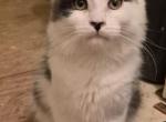 Okono - Maine Coon Kitten For Sale - Germantown&comma; MD&comma; US