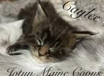 Caylee - Maine Coon Kitten For Sale - Greensburg&comma; IN&comma; US