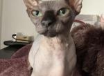 Bambino female cat - Bambino Cat For Sale - Miami&comma; FL&comma; US