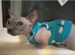 Den - Bambino Kitten For Sale - Miami&comma; FL&comma; US