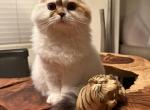 Poppy - Scottish Fold Kitten For Sale - San Diego&comma; CA&comma; US