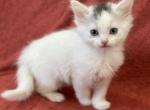 Princess Mix Turkish & Ragdoll - Turkish Van Kitten For Sale