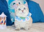 Harry Potter - Munchkin Kitten For Sale - Pembroke Pines&comma; FL&comma; US