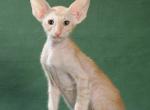 Sam - Oriental Kitten For Sale - Pembroke Pines&comma; FL&comma; US