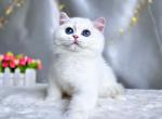 Chala - British Shorthair Kitten For Sale - Norwalk&comma; CT&comma; US