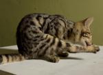 F6 SAVANNAH KITTENS - Savannah Kitten For Sale - Orange&comma; CA&comma; US
