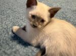 Blue point male - Siamese Kitten For Sale - Youngstown&comma; OH&comma; US