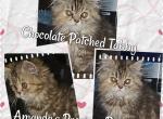 Lilla - Persian Kitten For Sale - Wartburg&comma; TN&comma; US