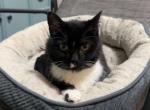 Sadie - Domestic Cat For Adoption - Kenosha&comma; WI&comma; US