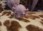 Dwelf - Sphynx Kitten For Sale - Boston&comma; MA&comma; US