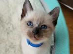 seal point siamese boy - Siamese Kitten For Sale - Wayland&comma; MA&comma; US