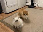 Luna and Bean - Persian Cat For Sale - Lincoln&comma; RI&comma; US