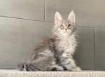 Maine Coon EZ Orsk - Maine Coon Kitten For Sale - Empire State&comma; NY&comma; US