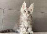 Maine Coon EZ Orenburg Polydactyl - Maine Coon Kitten For Sale - Empire State&comma; NY&comma; US