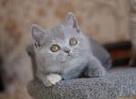 British EZ Quiana - British Shorthair Kitten For Sale - Manorville&comma; NY&comma; US
