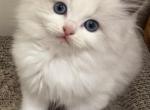 Oreo - Ragdoll Kitten For Sale - Potomac&comma; MD&comma; US