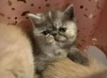 Ni&ntilde;a - Exotic Kitten For Sale - Sunderland&comma; MA&comma; US