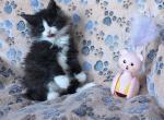 Tatum - Maine Coon Kitten For Sale - 