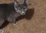 Kit - Russian Blue Kitten For Adoption - Allenhurst&comma; GA&comma; US