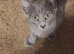 Kat - Russian Blue Kitten For Sale - Allenhurst&comma; GA&comma; US