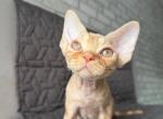 Rosy - Devon Rex Kitten For Sale - Brooklyn&comma; NY&comma; US