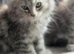 Beverly Cleary - Maine Coon Kitten For Sale - Wausau&comma; WI&comma; US