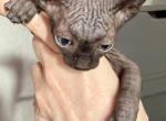 Binx Black Girl - Sphynx Kitten For Sale - Fort Worth&comma; TX&comma; US