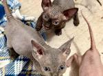 Binx Blue Gray Girl - Sphynx Kitten For Sale - Fort Worth&comma; TX&comma; US