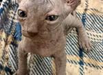 Binx blue gray boy - Sphynx Kitten For Sale - Fort Worth&comma; TX&comma; US