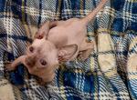 Binx seal male - Sphynx Kitten For Sale - Fort Worth&comma; TX&comma; US