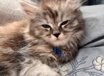 Beatrix Potter - Maine Coon Kitten For Sale - Wausau&comma; WI&comma; US