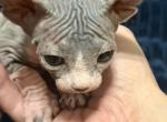 Juno baby Girl - Sphynx Kitten For Sale - Fort Worth&comma; TX&comma; US