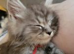 Roand Dahl - Maine Coon Kitten For Sale - Wausau&comma; WI&comma; US