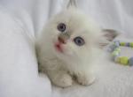 RESERVEDRagdoll Kitten Fem Bl Point Mitted Petunia - Ragdoll Kitten For Sale - Thorp&comma; WI&comma; US