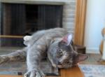 Lavender - Domestic Cat For Adoption - Columbus&comma; OH&comma; US