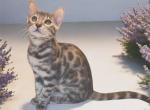 Fashionkitties - Bengal Kitten For Sale - Charlotte&comma; NC&comma; US