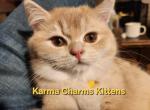Jack - Scottish Straight Kitten For Sale - Huntington Beach&comma; CA&comma; US