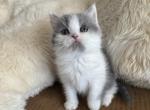 Edgar blue white British Shorthair boy - British Shorthair Kitten For Sale - NY&comma; US