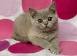 Rolex - British Shorthair Kitten For Sale - Brighton&comma; CO&comma; US
